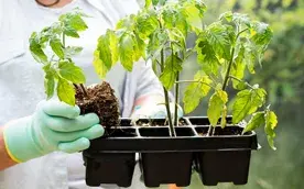 Секреты выращивания крепкой рассады: основы ухода: основы ухода купить недорого в Украине, фото 241