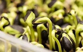 Почему не всходят семена: самые распространенные ошибки купить недорого в Украине, фото 339