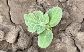 Как определить, что почва истощена: признаки и решения купить недорого в Украине, фото 344